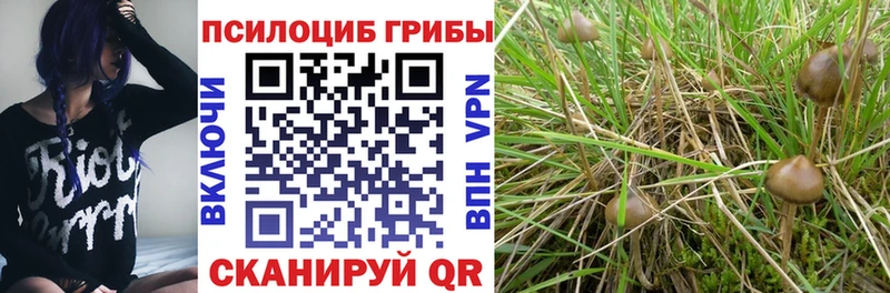 Галлюциногенные грибы Psilocybine cubensis  Неман 